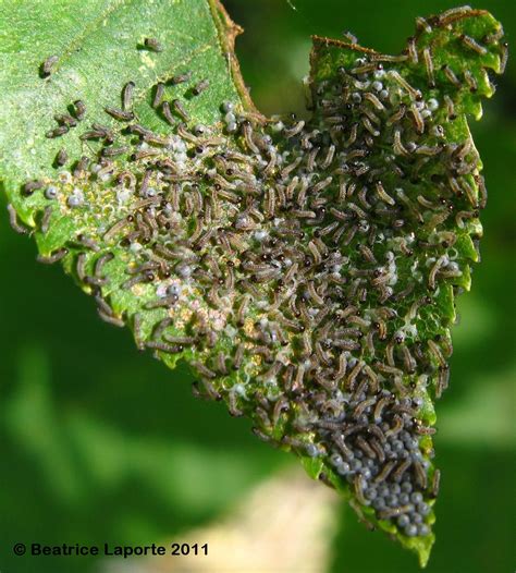 Hickory Tussock Moth or Hickory Tiger Moth Lophocampa caryae Harris ...