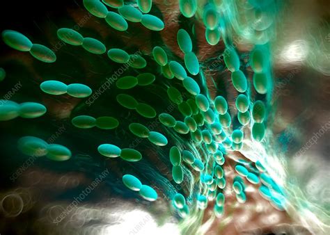 Acetobacter Isolation Process Image 的图像结果