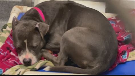 Huntsville Animal Shelter receives $1.2M grant for renovation ...