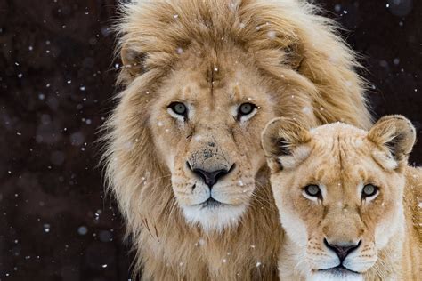 [100+] Lion Laptop Wallpapers | Wallpapers.com