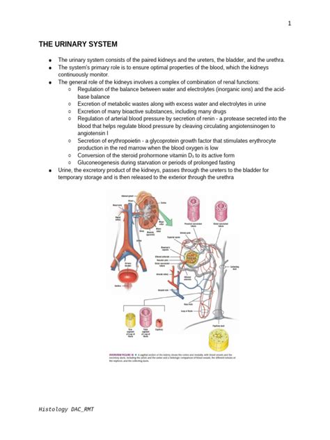 Image result for Urinary System.pdf