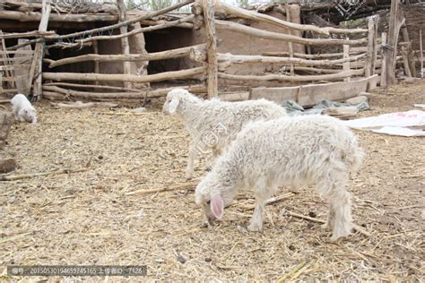 农村圈养羊,家禽家畜,动物摄影,摄影,汇图网www.huitu.com
