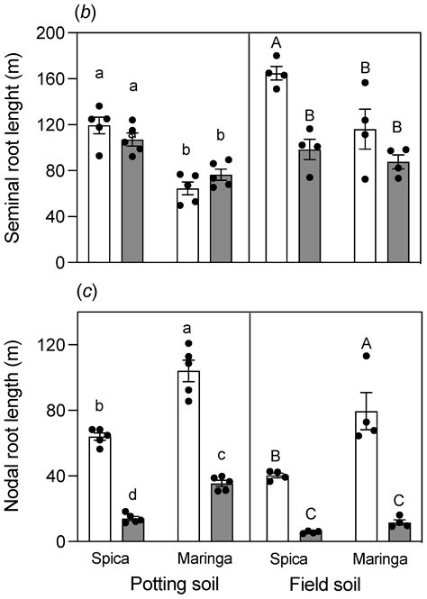 Differences in Root Morphologies of Contrasting Wheat (Triticum ...