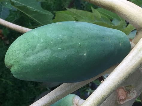 Papaya Ringspot | Encyclopedia MDPI