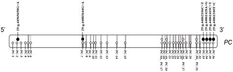 PC Gene Affects Milk Production Traits in Dairy Cattle