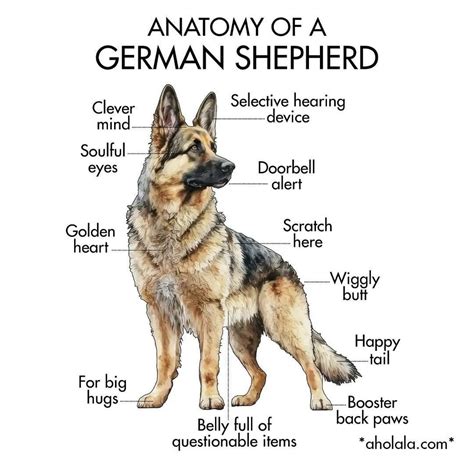 Pin by Gülfer Aflaz on ️🐕Dogs🐕 ️ | German shepherd, German sheperd dogs ...