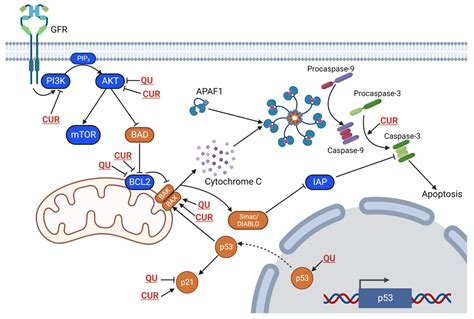 Synthetic Pathways and the Therapeutic Potential of Quercetin and Curcumin
