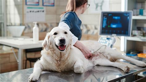 Ultrasound/X-ray for Dogs & Cats - Oceanside Animal Hospital