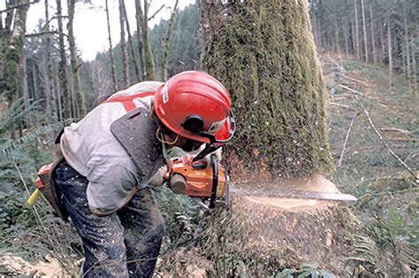 Image result for Tree Logging Service