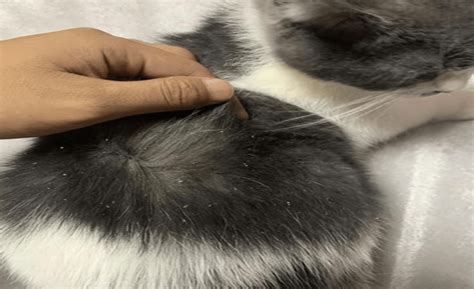 Coweta County School Calendar 2024-2025: Important Dates, Holidays, and ...