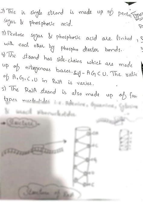 Basic Structure of RNA 的图像结果