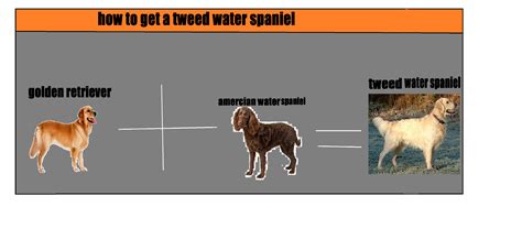 Tweed Water Spaniel