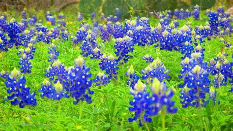 Texas State Flower Printable
