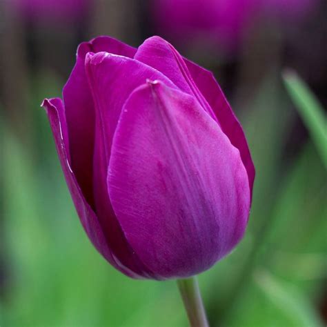 Buy triumph tulip bulbs Tulipa 'Blue Beauty': Delivery by Waitrose Garden