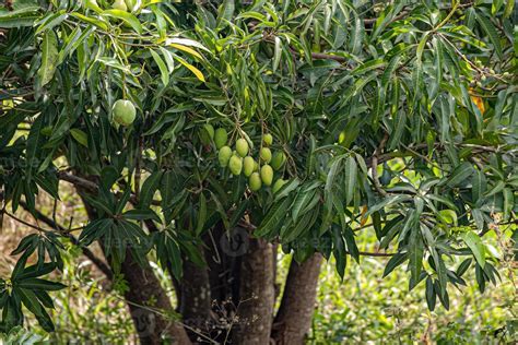 Mango Fruit Tree 的图像结果
