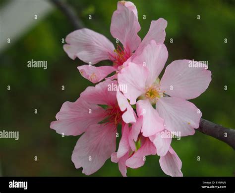 A series of Sakura (pink color) flowers blossom shoot in Spring Stock ...