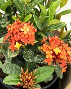 PB honey priya plant Trothic Ixora/Chethi Plant Price in India - Buy PB ...