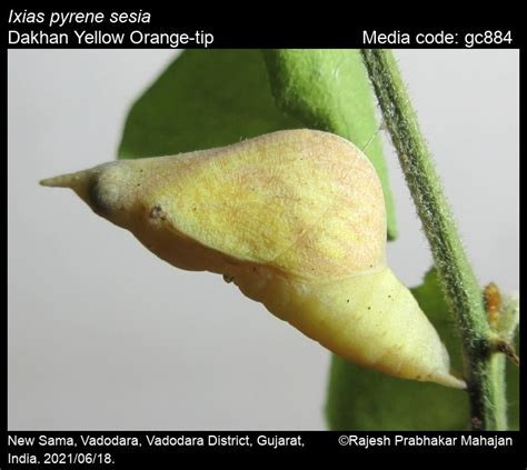 Ixias pyrene | Butterfly