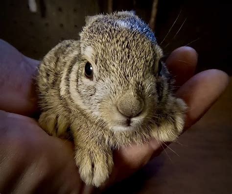Newborn Jack Rabbit