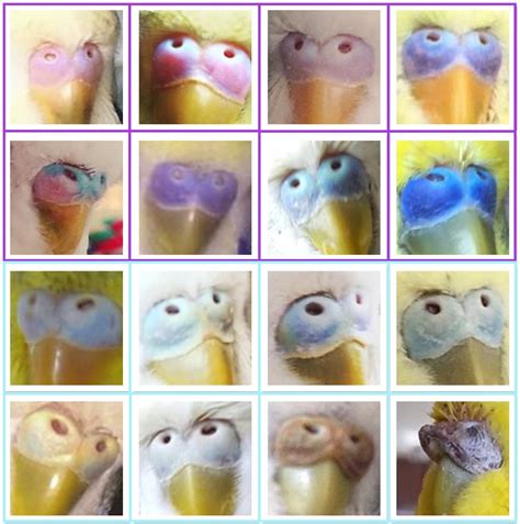 Young Female Parakeet