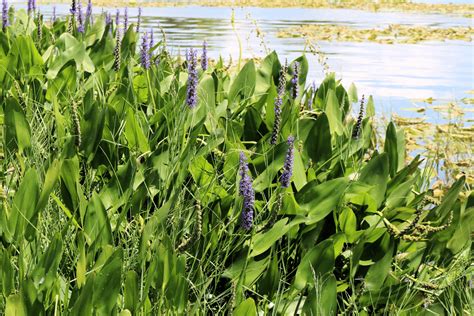 Aquatic Plants For Koi Pond