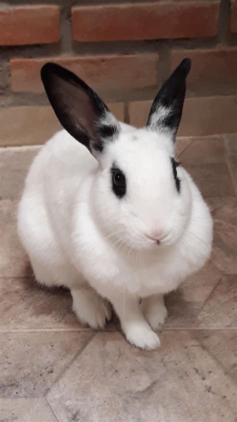 This little rascal is Panda! (We call her PanPan) Any chance on a breed ...