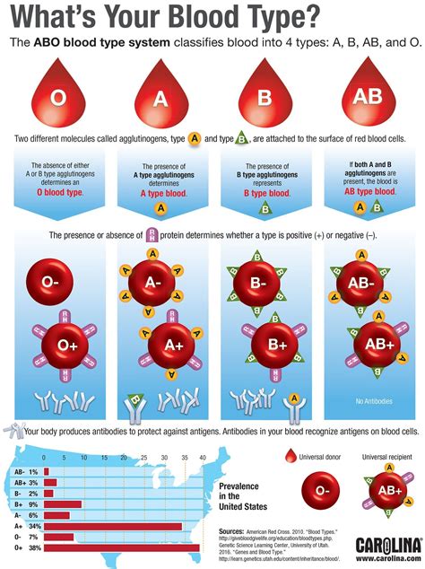 Infographic what s your blood type – Artofit