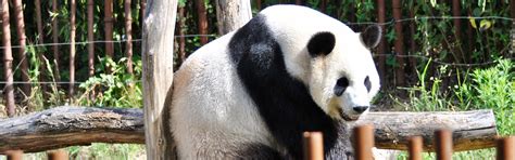 1-Day Giant Pandas and Giant Buddha Tour