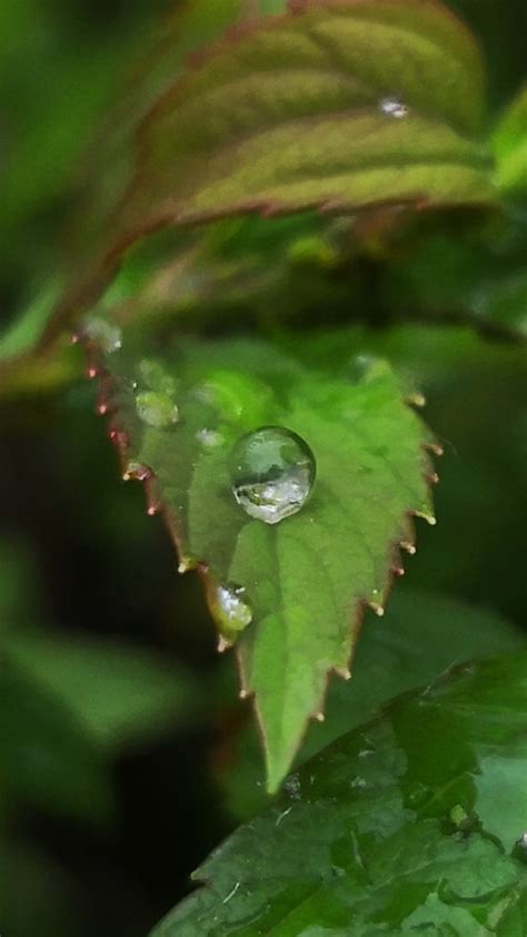 春天的雨水图片素材-正版创意图片500817161-摄图网