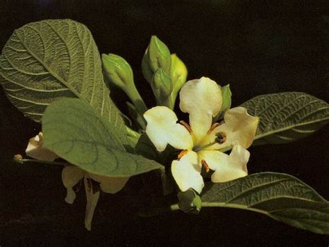 Order : spiritual meaning of flower by The Mother