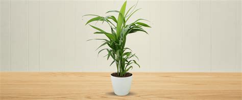 Areca Palm Plant Care Guide | Indoor Palm Maintenance Tips – rootsraja.in