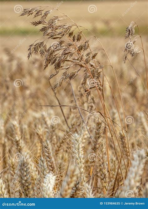 Wild Oats Plant. Avena Fatua, Known As The Common Wild Oat - Grass In The Oat Genus Stock Image ...