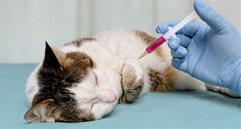 Understanding Cat Leukemia Testing: What You Need to Know ...