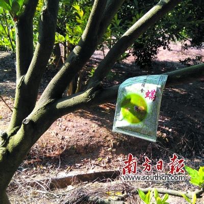 养“虫子”的人-广东省农业农村厅网站