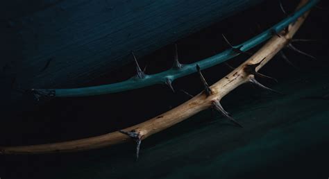 Ecological Legal Theory → Academic