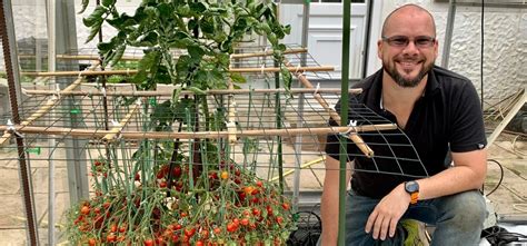 Gardener Grows A Record-breaking 1,269 Tomatoes In A Single Stem