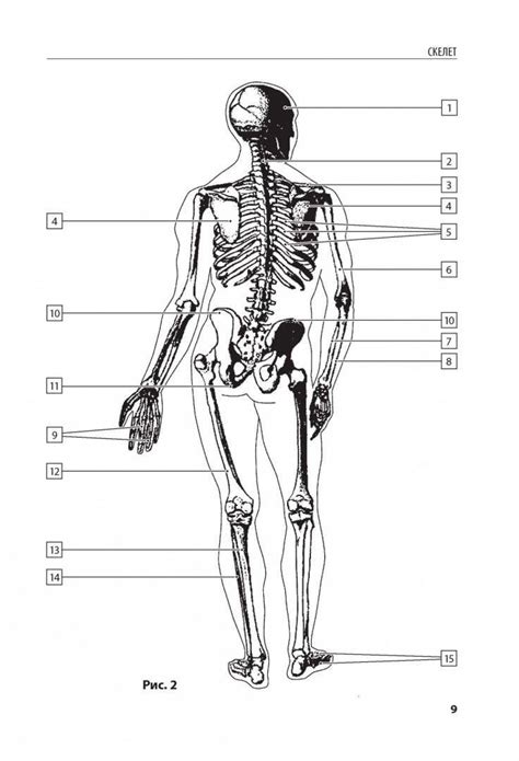 Visible Body 3d Human Anatomy Atlas
