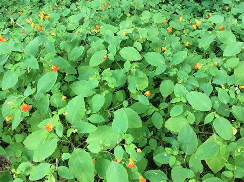 What Affects Jewelweed In The Garden Area