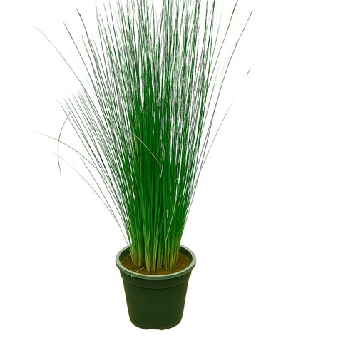 Pencil Grass(Juncus effusus) Live Plant (Home & Garden) – Hug A Plant