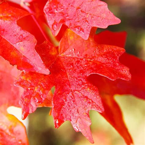 Buy QAUZUY GARDEN 25 Seeds Carolina Red Scarlet Maple Tree Seeds Acer ...