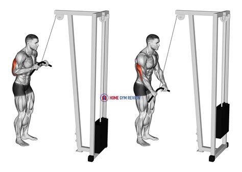Cable Pushdown - Home Gym Review