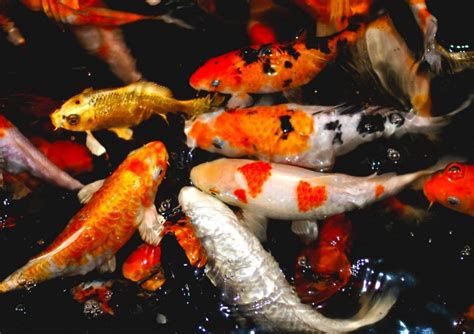 ikan rempah
