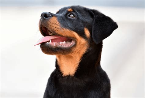 Long Haired Rottweiler Puppies - Do Rottweilers Shed What To Expect ...