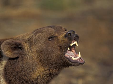 Watch I Was Prey - Season 3 | Prime Video