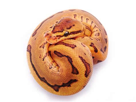 Image result for Leopard Freeway Ball Python