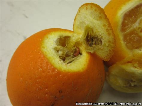 Image result for Tangerine Computer Systems