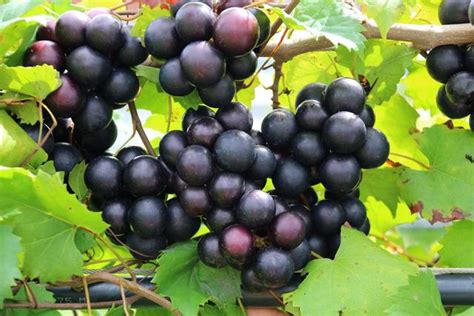 15个葡萄新品种：好种又好卖！（引种先看详情） - 知乎