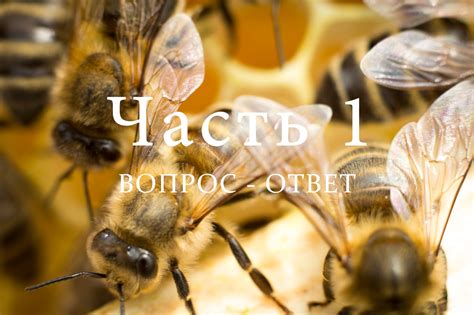 Разведение пчел, часть 1