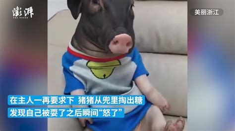 男子问宠物猪要糖果被冷哼“拒绝”_凤凰网视频_凤凰网