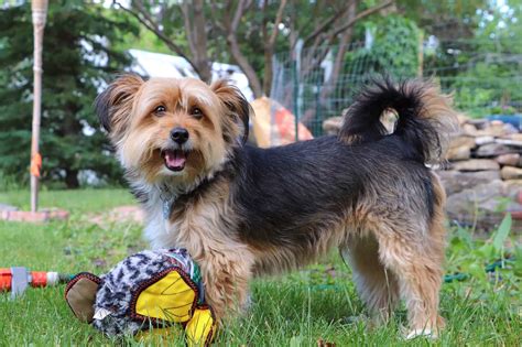 Yorkie Mixes: 40 Cutest Yorkshire Terrier Mixes (With Pictures)